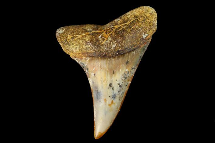 Colorful Mako/White Shark Tooth Fossil - Sharktooth Hill, CA #122703